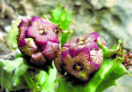 La Chumberilla de lobo tiene entre 2 y 15 flores.