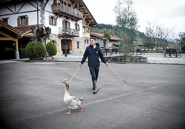 Baz pastorea una oca autóctona de la docena de euskal antzarra que mantenía en el caserío, la única que ha sobrevivido a los ataques del raposo.