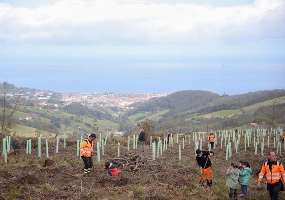 Plantación de un bosque autóctono en una de las parcelas adquiridas por la Diputación en Busturia