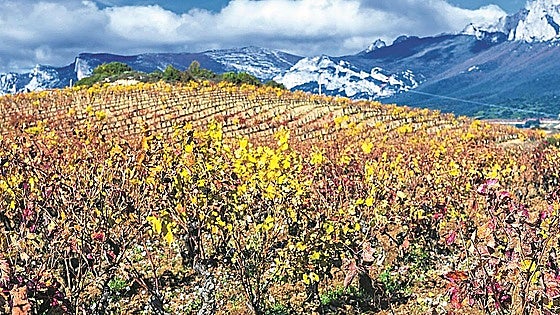 Viticultores alaveses crean una asociación abierta a vinos de Ábalos y San Vicente