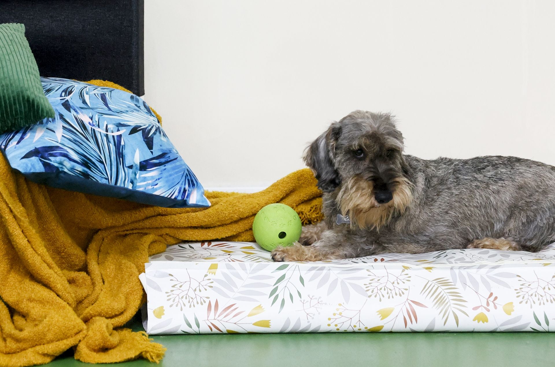 Una inglesa y una hawaiana abren la única guardería canina del centro de Bilbao: «Se lo pasan bomba»