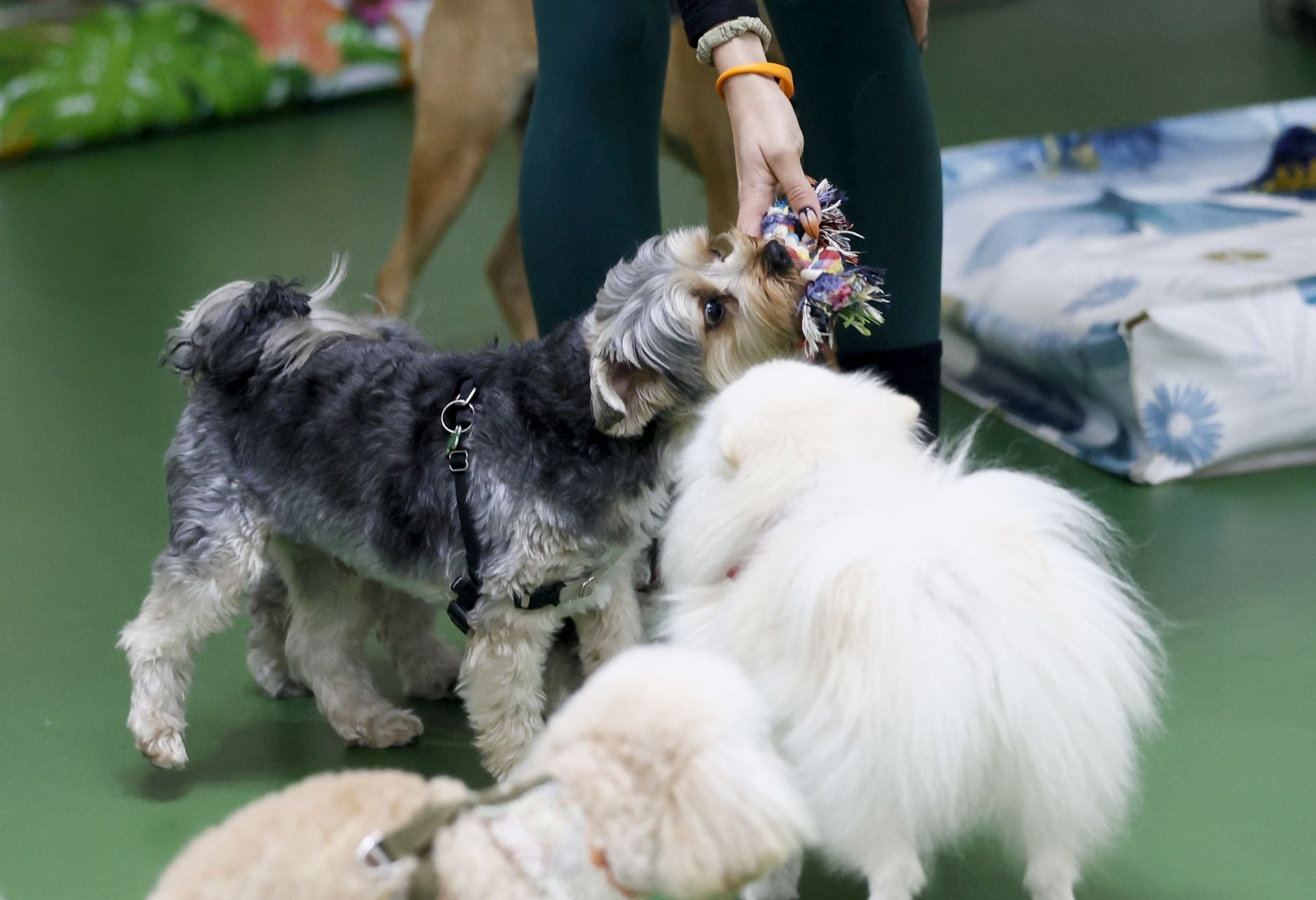 Una inglesa y una hawaiana abren la única guardería canina del centro de Bilbao: «Se lo pasan bomba»