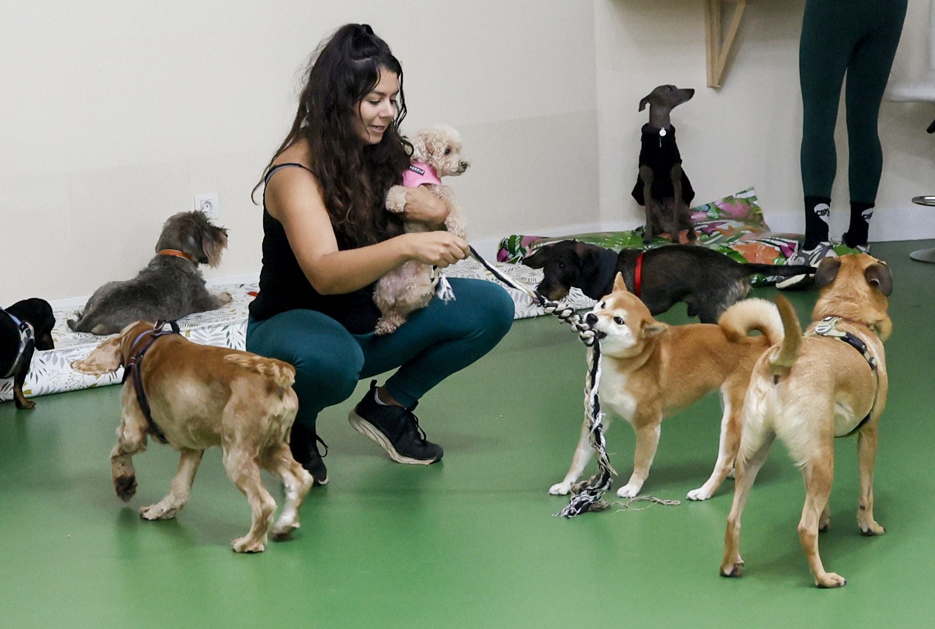 Una inglesa y una hawaiana abren la única guardería canina del centro de Bilbao: «Se lo pasan bomba»