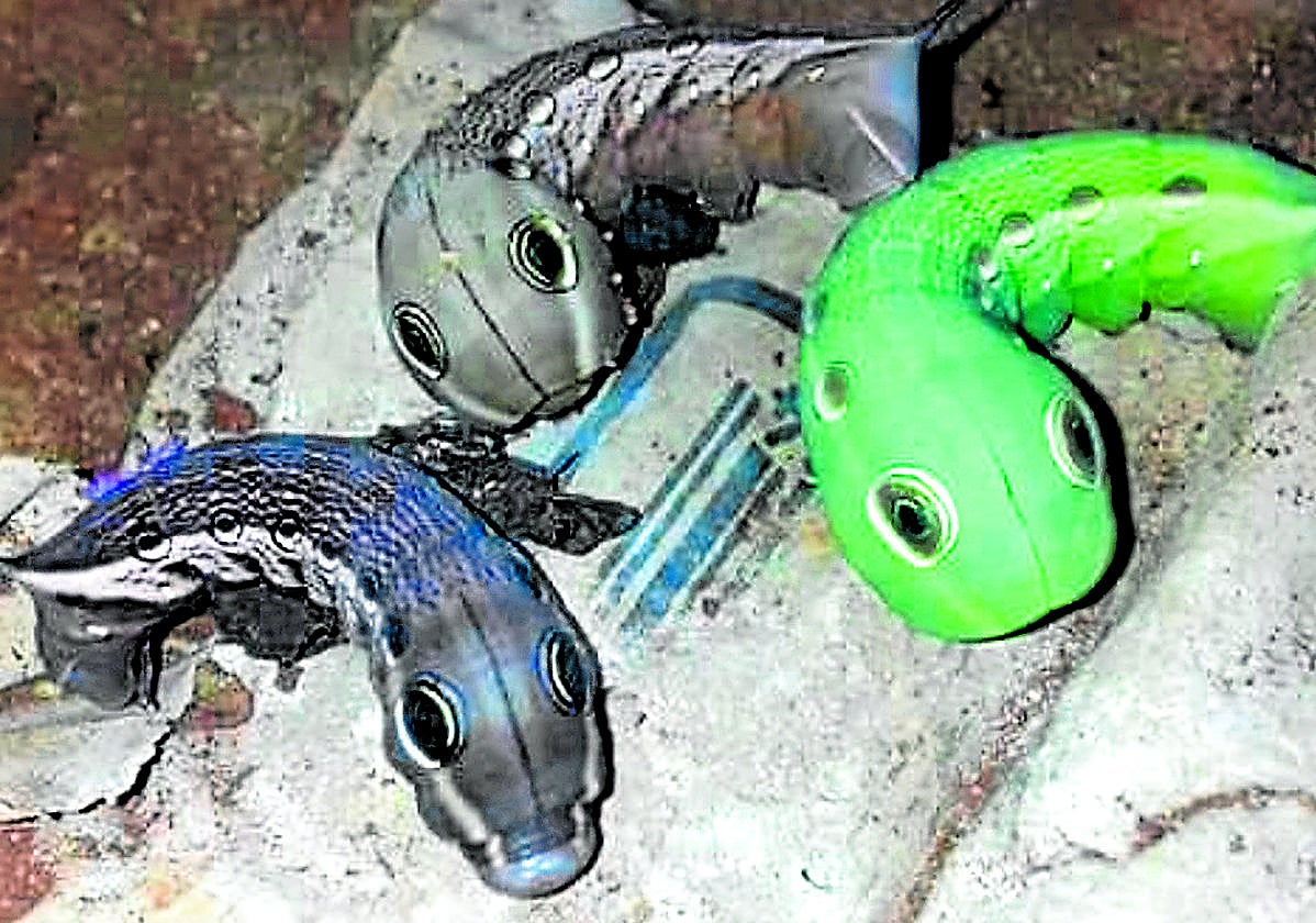 Ejemplares de oruga de 'Hipottion Celerio'.