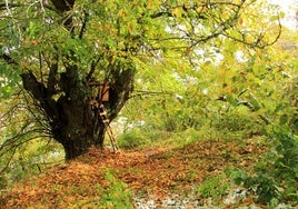 El castañar de Apellániz aspira a ser Bosque del Año en España.