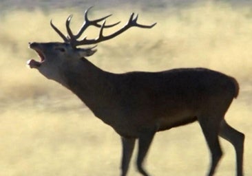 Un documental de animales de 20 minutos que ya es historia de la televisión