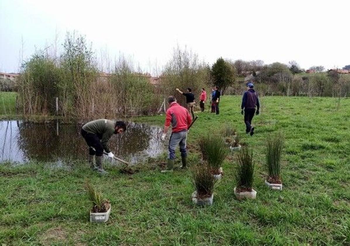 Miembros de la asociación Kiribile trabajan en el mantenimiento de las charcas de Urko, en Sopela.