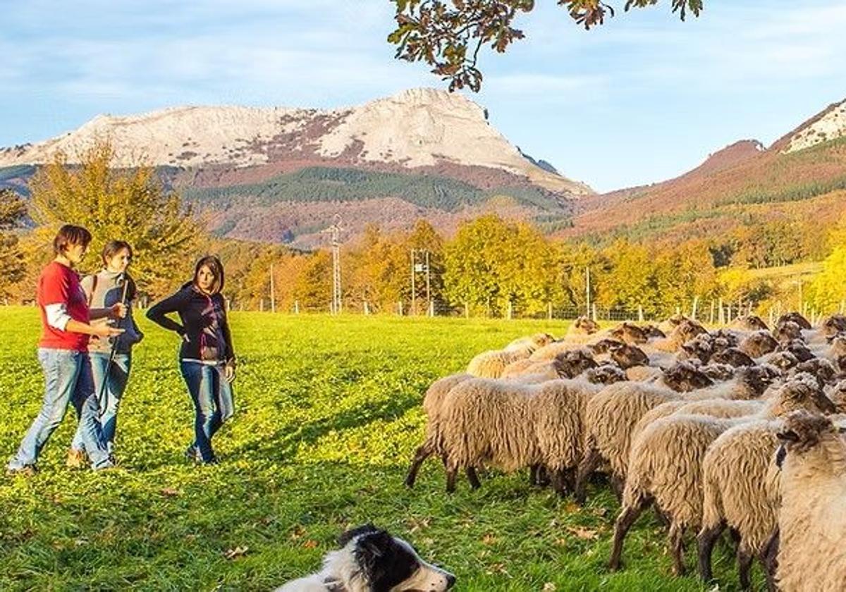 La quesería Atxeta de Oleta, en Aramaio, ofrece la posibilidad de pastorear un rebaño durante un día.