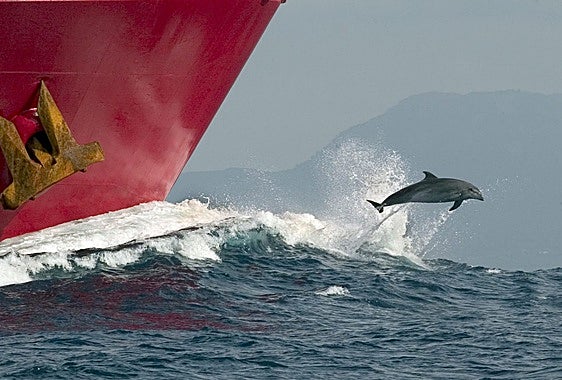 La prohibición de pescar para proteger los delfines en el Golfo de Bizkaia supera el trámite de la Eurocámara