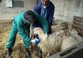 Un veterinario inmuniza a una oveja contra la lengua azul en Zizurkil, en una imagen de archivo.