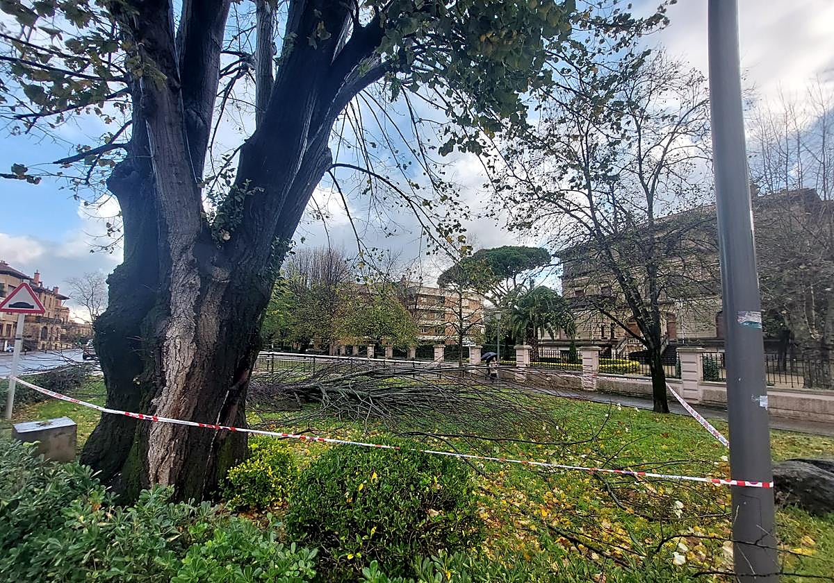 Las fuertes rachas de viento del fin de semana derribaron un tilo en la Avenida Zugazarte de Las Arenas.