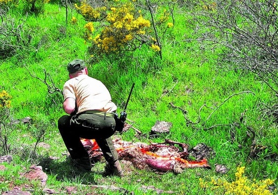 Restos de una oveja atacada por un lobo.