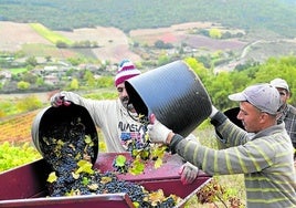 Temporeros inmigrantes trabajan en la recogida de la uva en Rioja Alavesa.