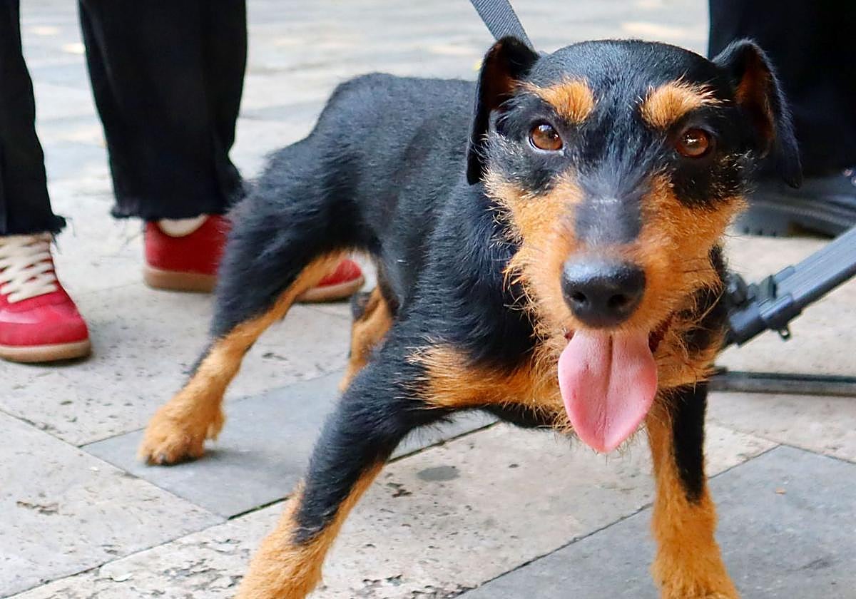 Una veterinaria da la clave para que tu perro no sufra por los petardos en Nochevieja