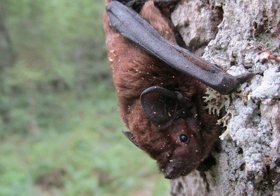 El murciélago que recorrió 1.300 kilómetros para reproducirse en Álava