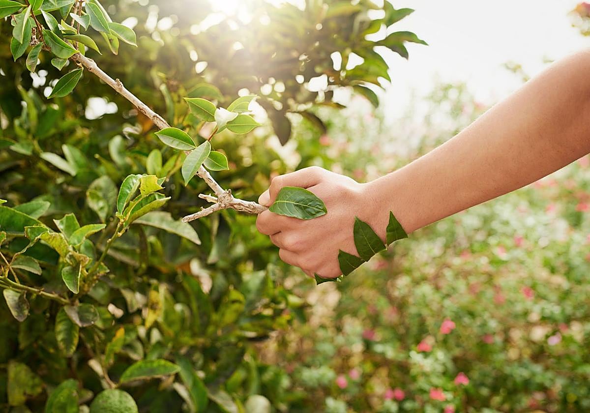 La bebida casera que evita la retención de líquidos, mejora las digestiones y alivia los síntomas de la gripe