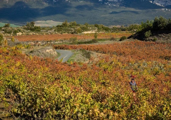 Viñedos de Rioja Alavésa, en una imagen de archivo.