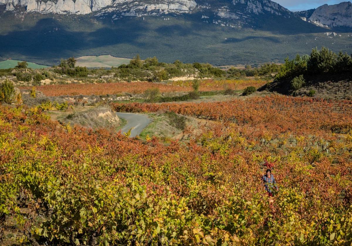 Viñedos de Rioja Alavésa, en una imagen de archivo.