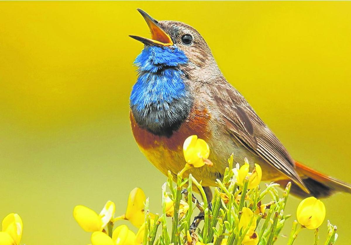 Ejemplar de pechiazul en plena serenata.