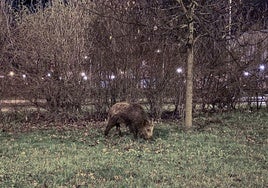 Un jabalí pasea por Bulevard de Salburua en busca de comida.