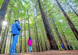 Los ejemplares fueron plantados en la década de los cuarenta del siglo pasado.