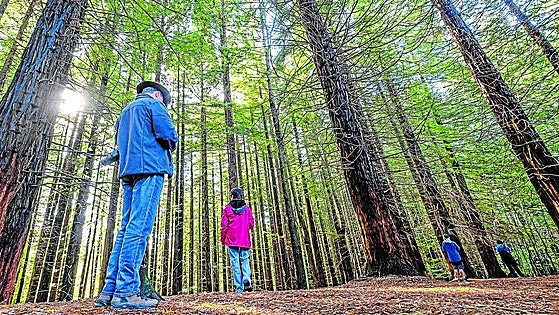 Prohibido abrazar secuoyas en Cantabria