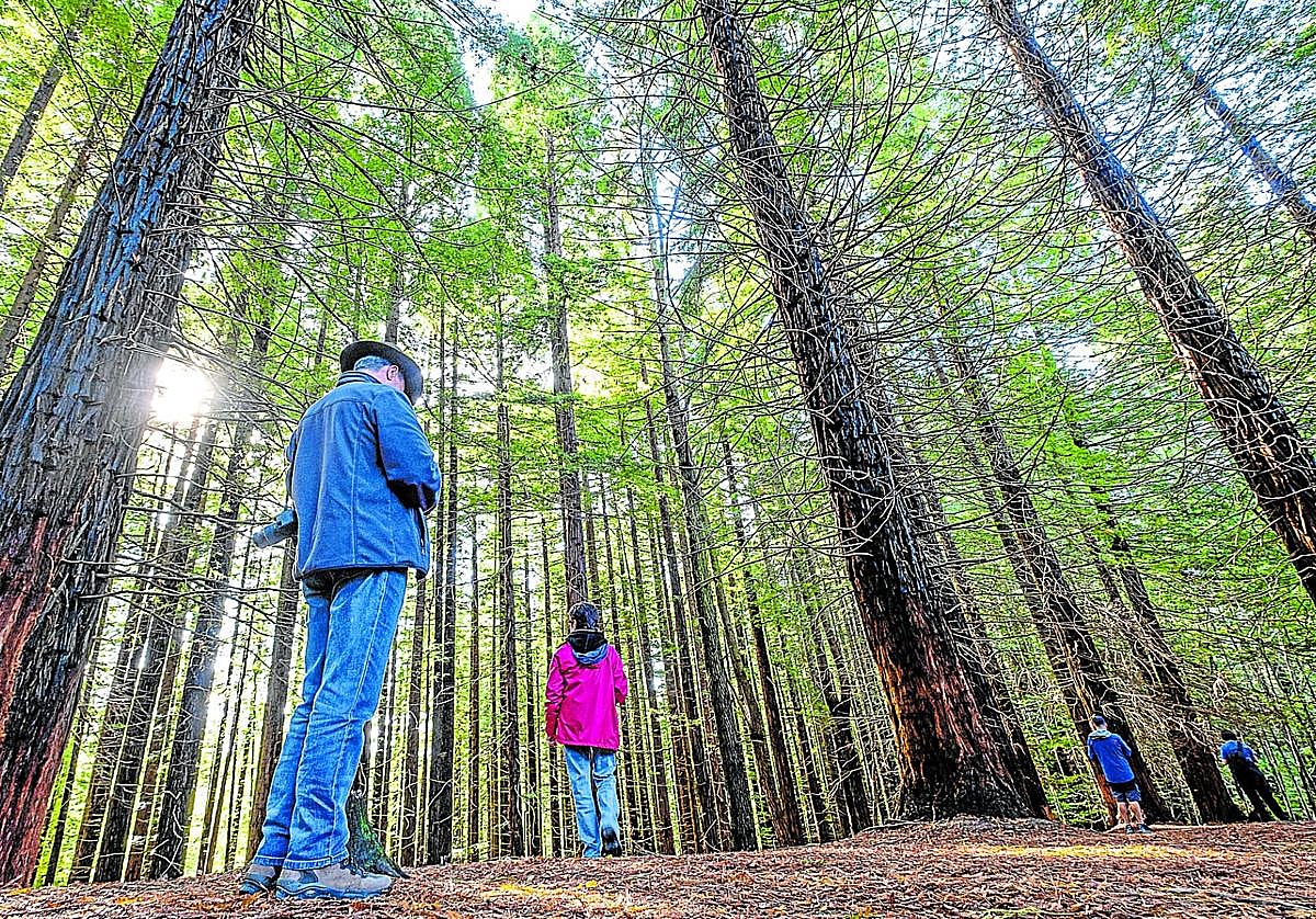 Los ejemplares fueron plantados en la década de los cuarenta del siglo pasado.