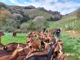 Los hermanos Muniozguren con su rebaño de cabras en las campas de Santa Eufemia.