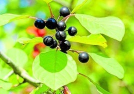 Hojas y frutos del arraclán.