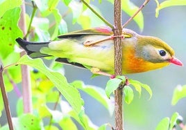 El leiótrix piquirrojo se ha comercializado por su brillante plumaje.