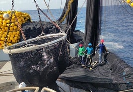 Marineros desempeñan su labor en un lance de pesca en un atunero bermeano.