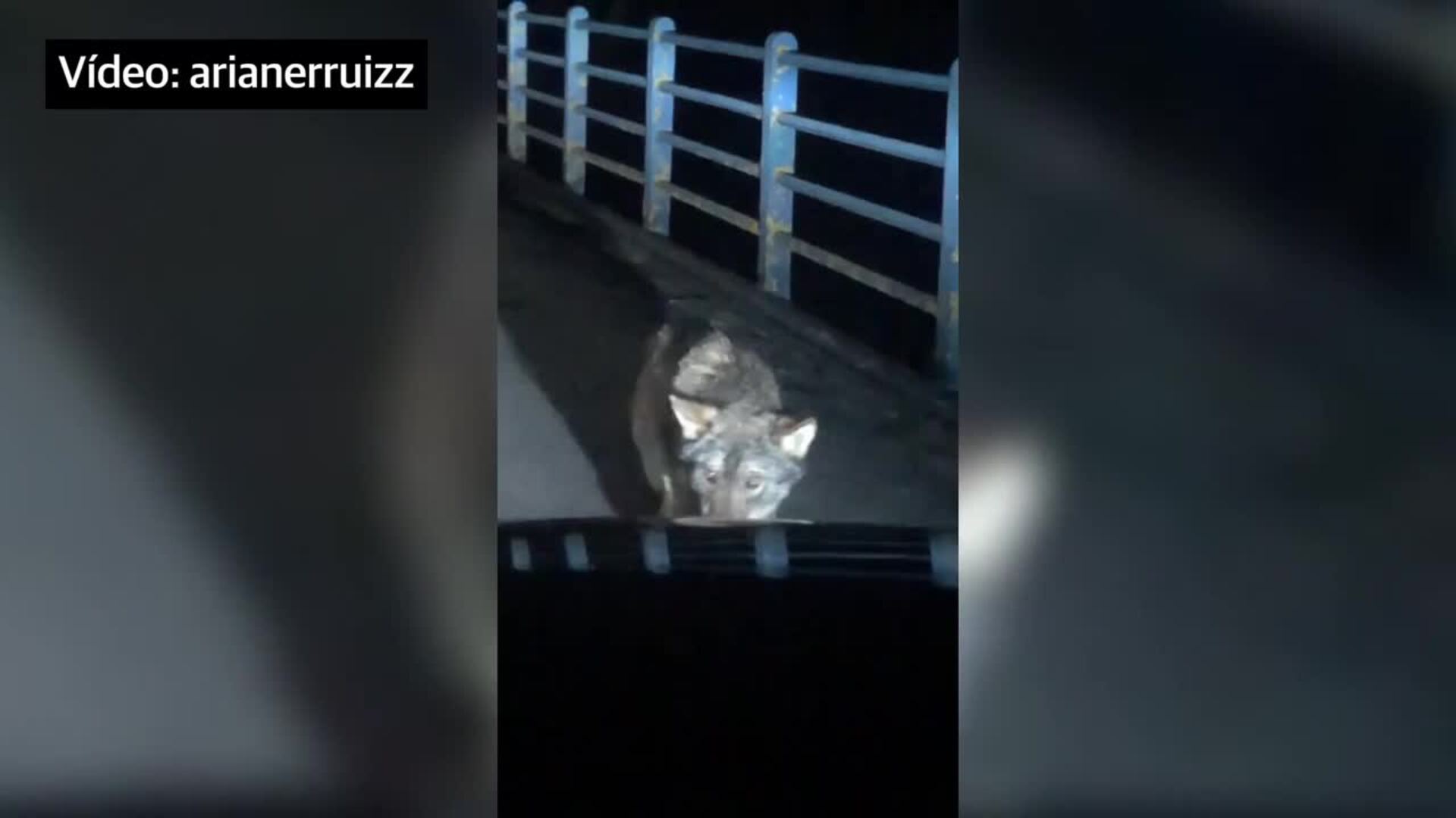 Una joven graba el sorprendente encuentro con un lobo en una carretera de Las Merindades