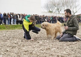 Exhibición canina de búsqueda de trufas.