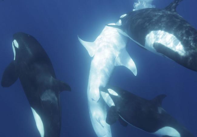 Una manada de orcas en el golfo de California en pleno ataque a un tiburón ballena.