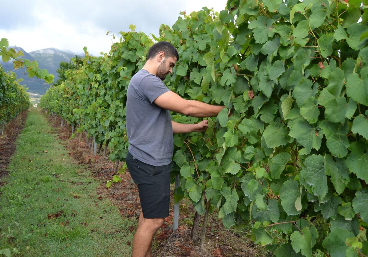 Las condiciones para elaborar txakoli han cambiado y se podrán plantar nuevas variedades.