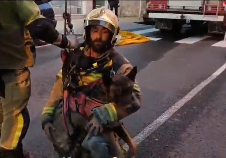 Rescatan a un perro del edificio incendiado en Basauri un día después