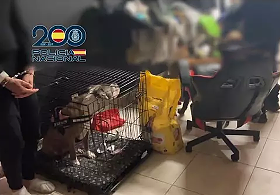 Desarticulan en Bizkaia una organización que estafó más de 150.000 euros vendiendo cachorros y móviles