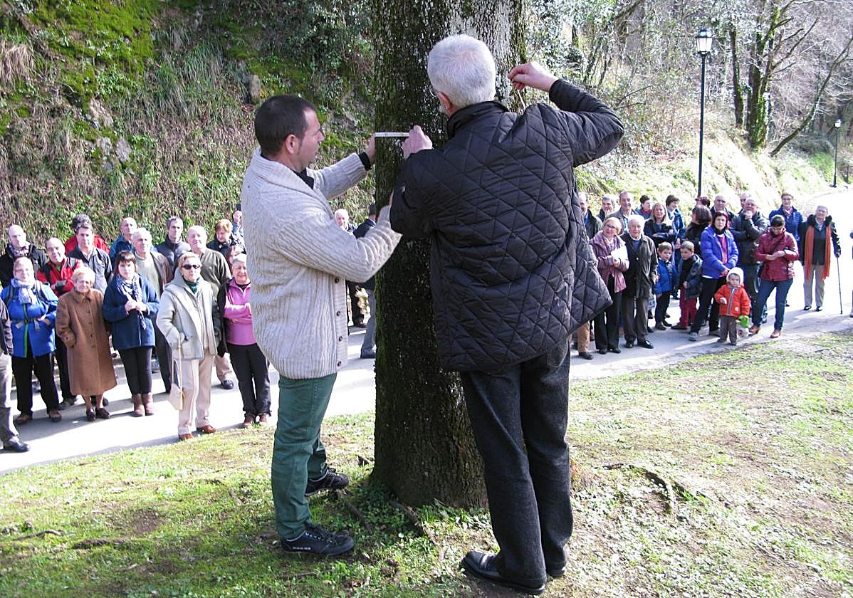 La tradición de la medición de la encina cumplirá el próximo domingo 66 años.