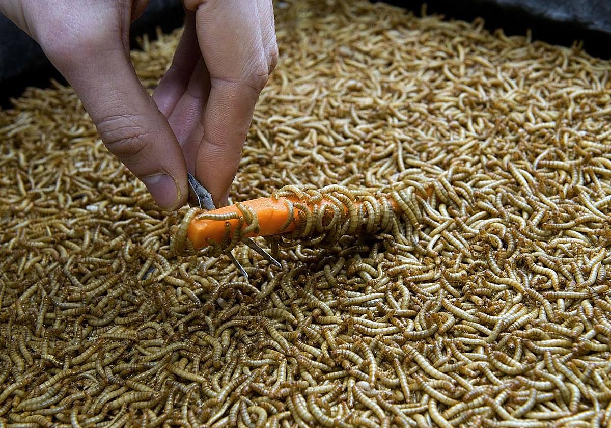 El dolor de los insectos