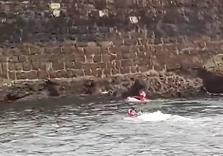 La Cruz Roja rescata a un perro caído al mar en Algorta