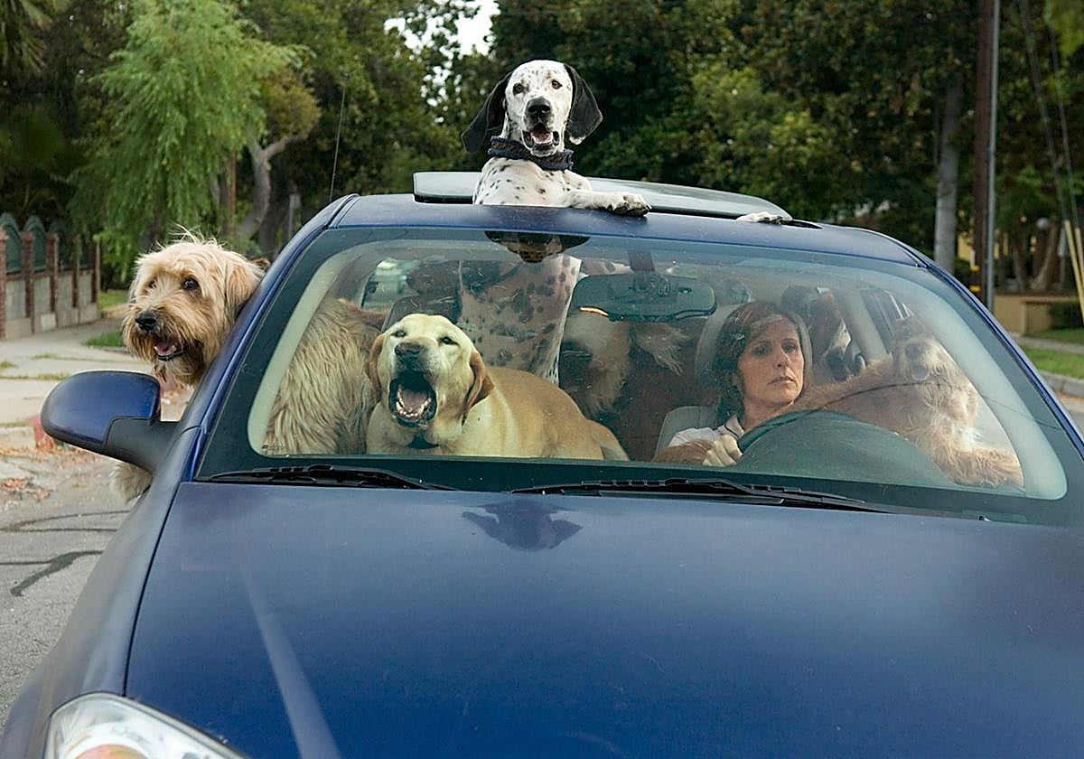 ¿Puedo llevar a mi perro de copiloto en el coche? La DGT lo aclara