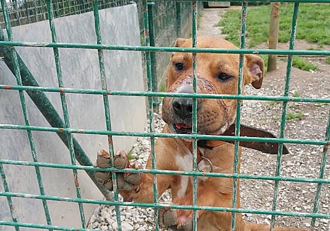 'Whendy'. Entró en 2017 en Artxanda.