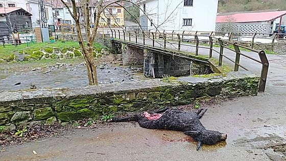 Un lobo mata a un burro en pleno centro de un pueblo de Cantabria