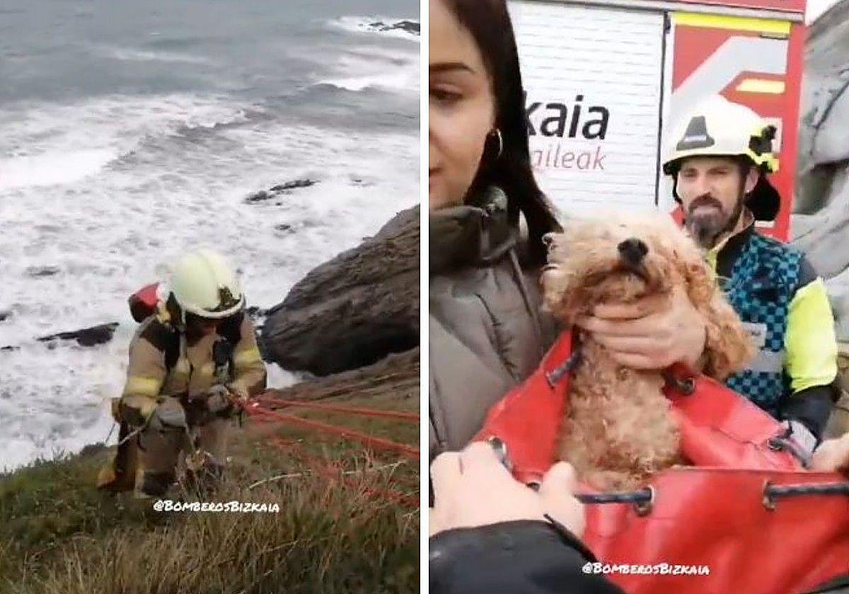 Rescatan a un perro tras caer por un acantilado en Muskiz