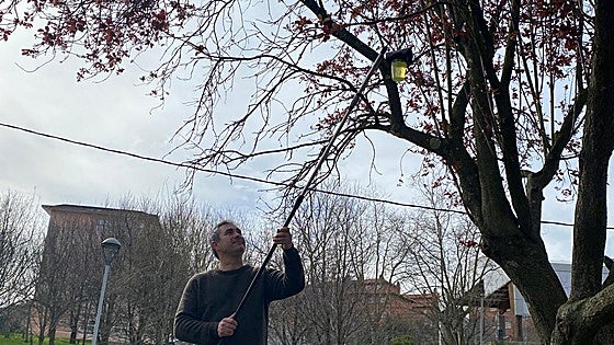 Abanto arranca la campaña para frenar la proliferación de la avispa asiática