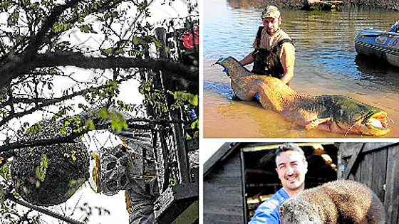Bizkaia lucha contra 65 especies foráneas, del visón americano a avispas y mapaches