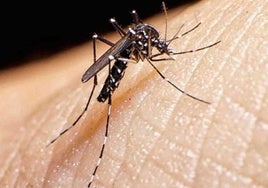Mosquito tigre.