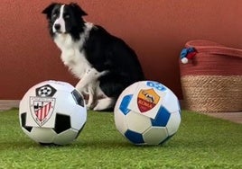 El Border Collie que vaticina el resultado del Athletic - Roma