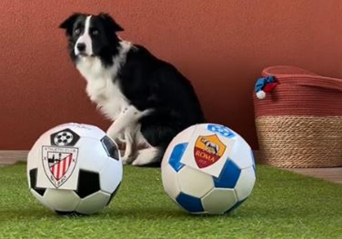El Border Collie que vaticina el resultado del Athletic - Roma