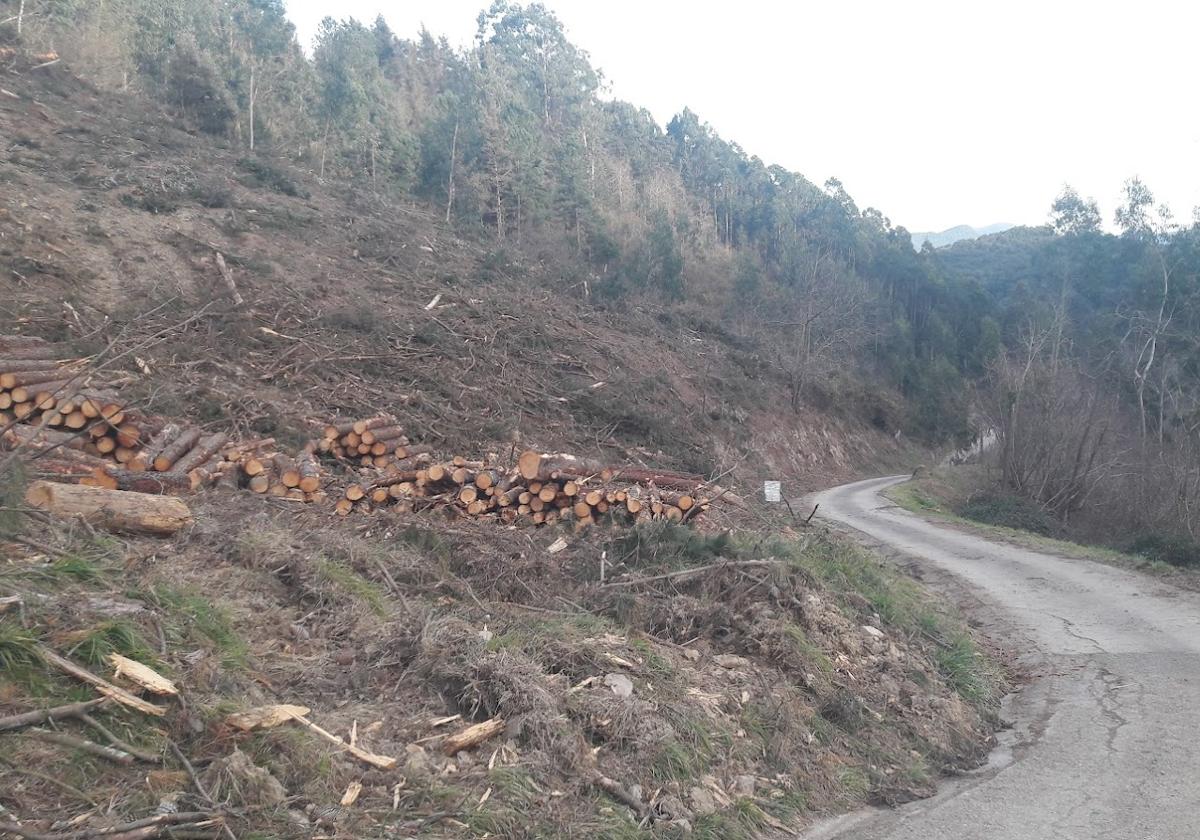 Ecologistas denuncian una matarrasa de tres hectáreas sin permisos en Urdaibai